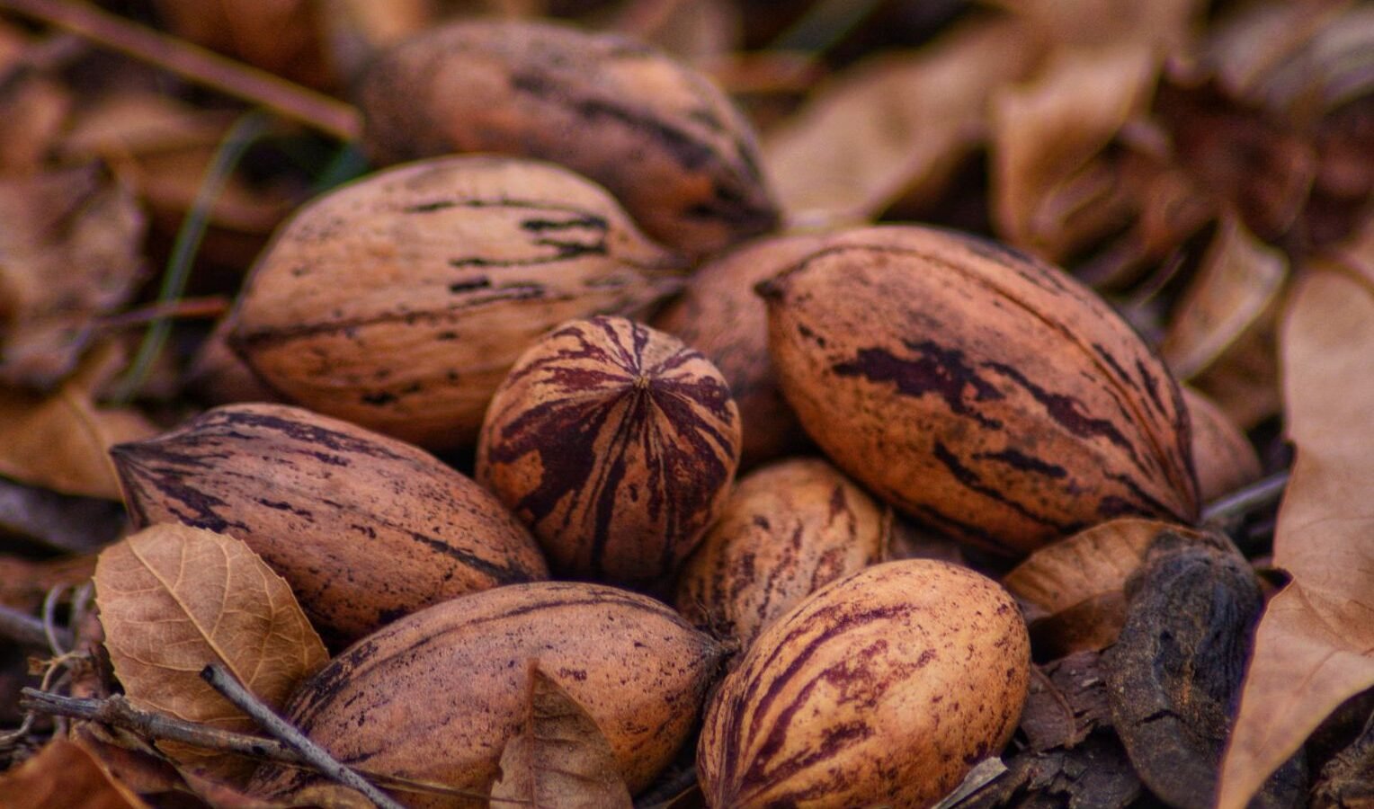 Pecans