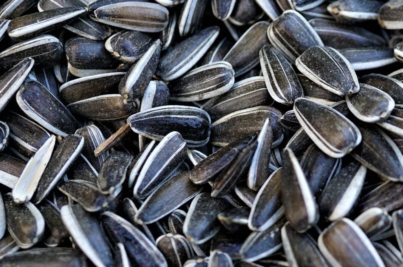 Sunflower seeds