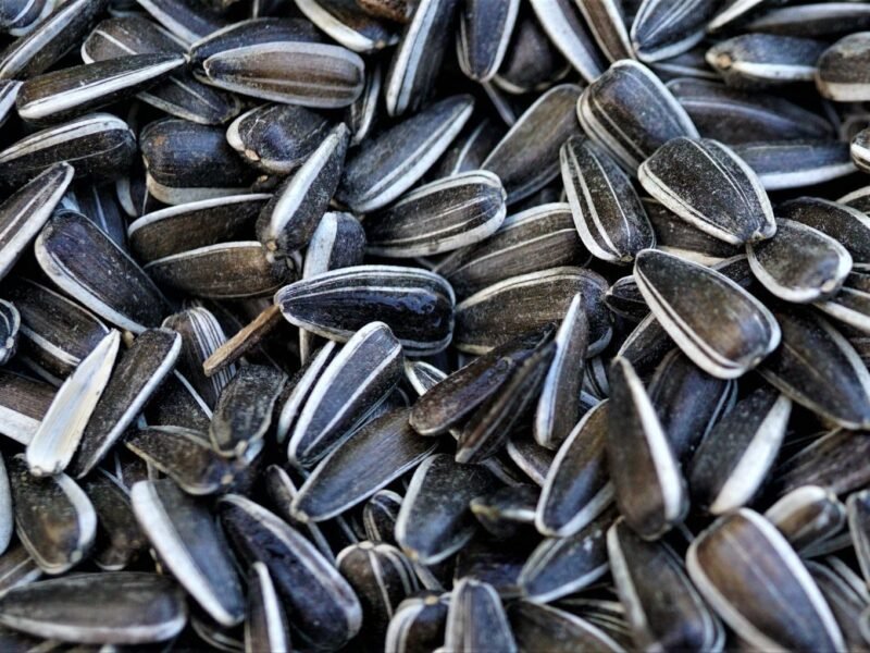 Sunflower seeds